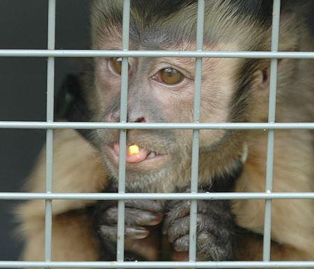 monkey in jail