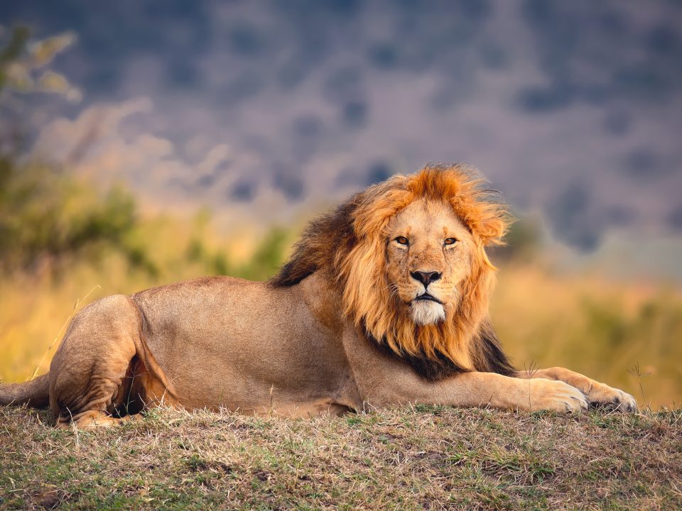 lion arrested