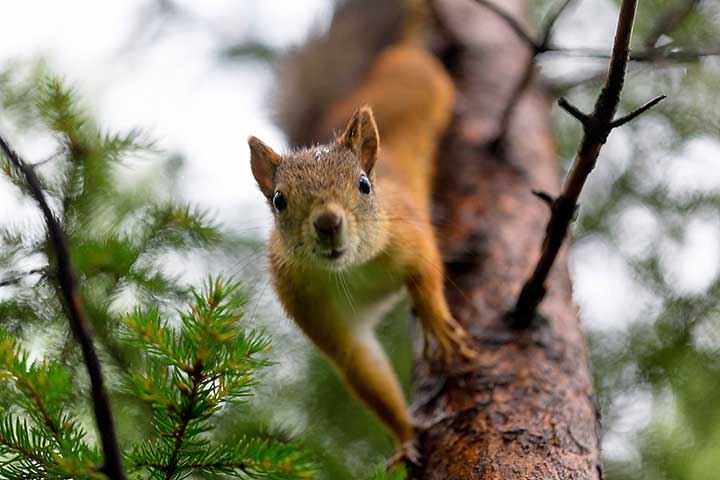 trained-squirrel