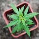 marijuana weed pot