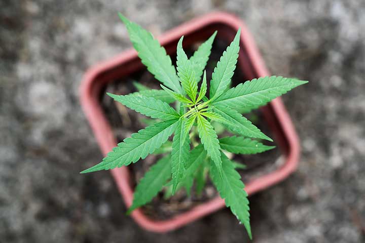 marijuana weed pot